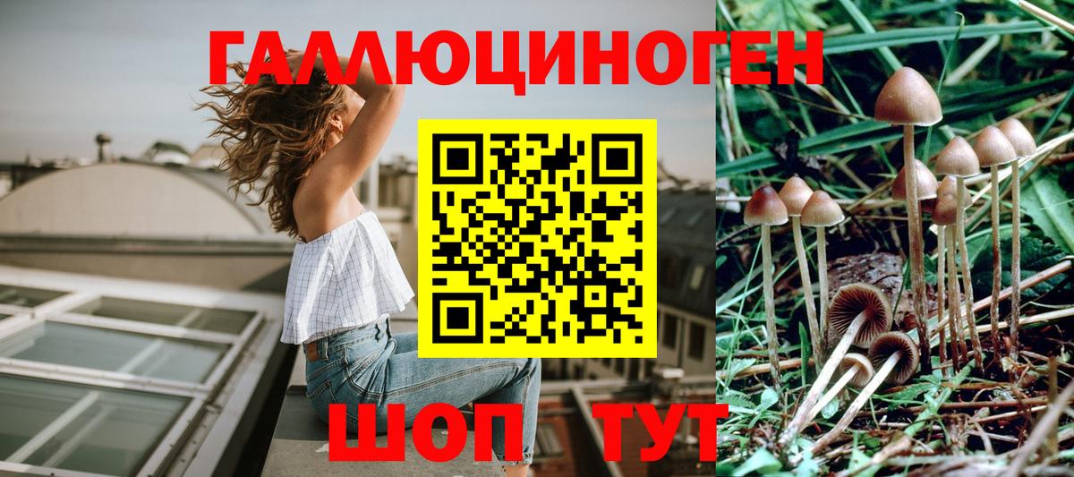 Галлюциногенные грибы Psilocybe Усть-Илимск